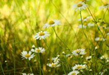 Праздник иконы Богоматери «Достойно есть» и апостола Варнавы 24 июня 2023 года: что можно и нельзя делать в этот день