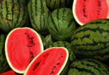 Проще простого: как выращивать сладкие арбузы на даче