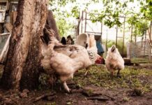 Секреты хорошего удобрения: как правильно разводить куриный помет для получения богатого урожая