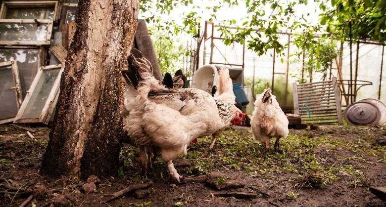 <br />
Секреты хорошего удобрения: как правильно разводить куриный помет для получения богатого урожая                
