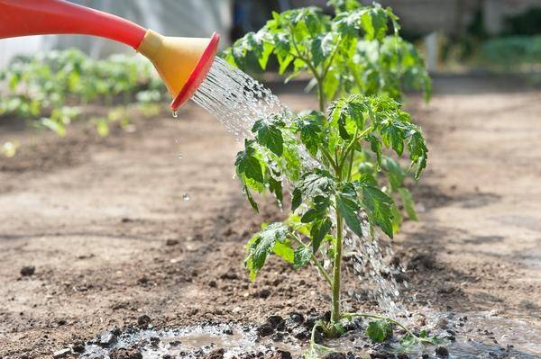 <br />
Секреты хорошего урожая в июне 2023 года: как сажать, поливать и прореживать огурцы, помидоры и лук                