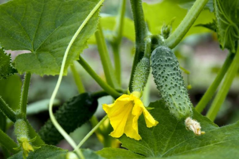 <br />
Секреты хорошего урожая в июне 2023 года: как сажать, поливать и прореживать огурцы, помидоры и лук                