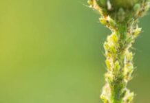 Тля больше не проблема: эффективные способы избавления от паразитов на вашем огороде и цветах