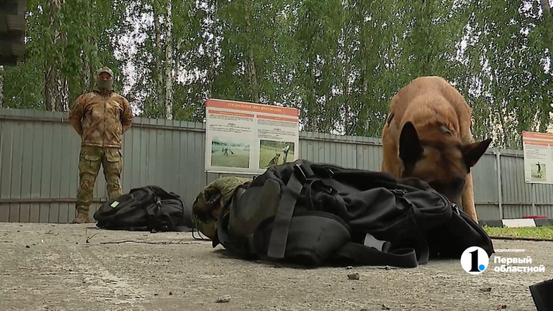  В Челябинске воспитывают собак, ищущих мины и взрывчатку в зоне СВО