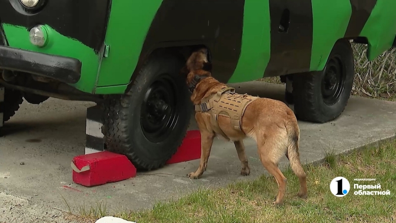  В Челябинске воспитывают собак, ищущих мины и взрывчатку в зоне СВО