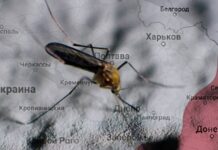 Возможное распространение лихорадки Западного Нила вызывает беспокойство после теракта на Каховской ГЭС