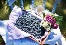 День Кирилла и Панкратия 22 июля: запреты, традиции и молитвы