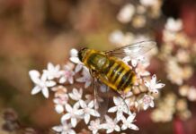 Депутаты Госдумы рассказали, можно ли подать в суд из-за укусов пчел