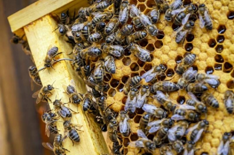 <br />
Депутаты Госдумы рассказали, можно ли подать в суд из-за укусов пчел                