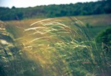 Какой церковный праздник отметят православные сегодня, 29 июля 2023 года