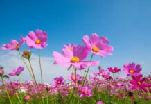 Львов ждет удачное свидание, а Скорпионам могут вернуть долги: гороскоп на 23 июля 2023 года