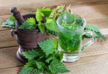 Почему на Крапивное заговенье 11 июля боялись косить крапиву