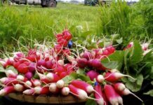 Полезные лайфхаки: как сохранить редис подольше в холодильнике