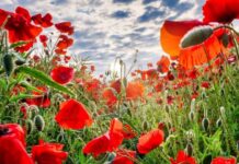 Приметы и поверья в Маков день 16 июля 2023 года: что нельзя делать сегодня