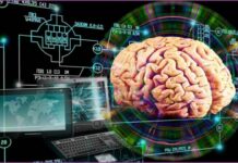 Ученые рассказали о новом чипе с клетками человеческого мозга, который будет бесконечно обучаться