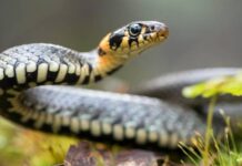 Зоолог рассказал, почему змеи напали на Москву