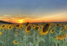 Церковный праздник Фотия и Аникиты 25 августа: традиции и приметы