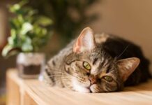 Как на Ермолаев день 8 августа кошка могла привлечь богатство в дом