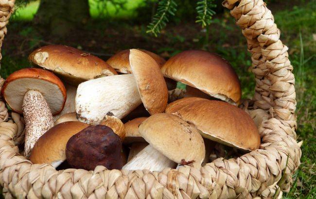 <br />
Как отличить хороший белый гриб от ложного: описание, виды, полезные свойства                