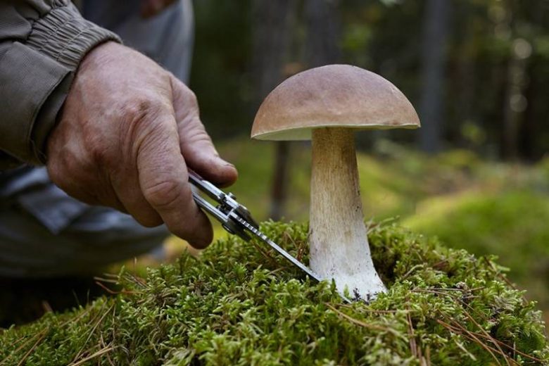 <br />
Как отличить хороший белый гриб от ложного: описание, виды, полезные свойства                