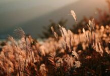 Какие строгие запреты соблюдали влюбленные в Евдокимов день 13 августа 2023 года