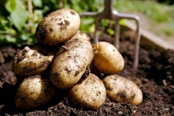 <br />
Картофельный урожай-2023: когда последний срок копать картошку в сентябре                