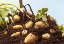 Картофельный урожай-2023: когда последний срок копать картошку в сентябре