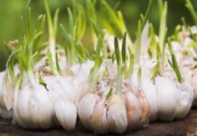 Оптимальное время для сбора лука и чеснока: лунный календарь на август 2023