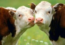 Памятный День Матвея: что нужно съесть для успеха 22 августа 2023 года