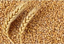 Почему на Руси в день Онуфрия Молчаливого 3 августа не разрешалось разговаривать