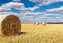 Почему в день Авдотьи Малиновки 17 августа боялись давать деньги в долг