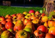 Приметы и поверья на Аникита и Фотия 25 августа 2023 года, что нельзя делать в этот день