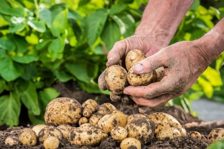 <br />
Прогноз погоды для дачников на сентябрь: когда копать картошку и собирать урожай на огороде                