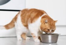 Скачок цен на корма для животных вызвал беспокойство: причины и прогнозы