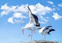 Святые Пимен и Марин: что можно и чего нельзя делать 20 августа, в праздник веры и преданности