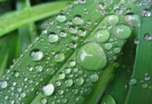 Традиции и обряды празднования дня Марии Магдалины 4 августа, что нельзя делать в этот день