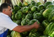 «Заминированные»: могут ли арбузы взрываться и почему