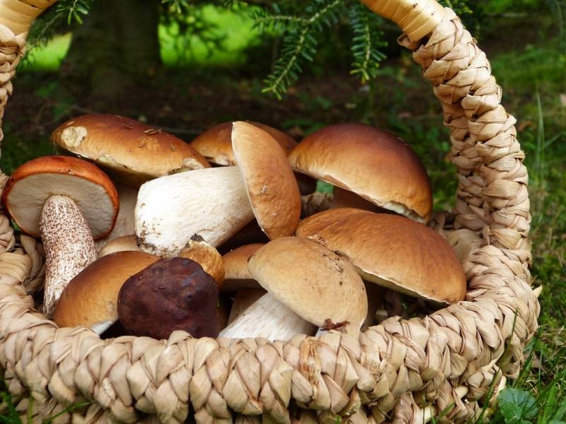 <br />
Эксперт предупреждает о потенциальной опасности употребления грибов для пожилых людей                