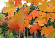 Гороскоп удачи: совет дня каждому знаку зодиака 11 сентября 2023 года