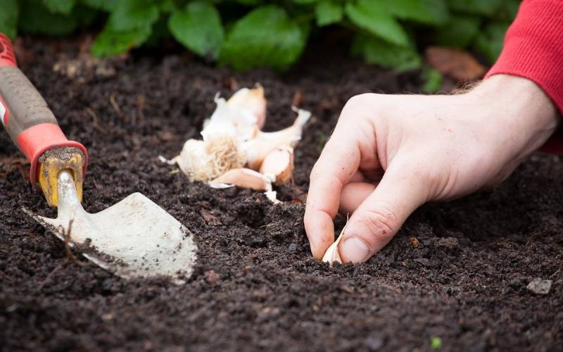 <br />
Как правильно посадить озимый чеснок осенью 2023 года: советы для успешного урожая                
