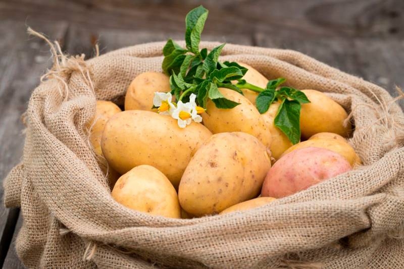 <br />
Как правильно убирать картофель: секреты опытного агронома                