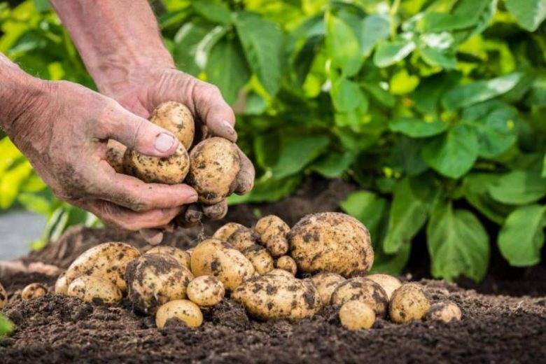 <br />
Как правильно убирать картофель: секреты опытного агронома                