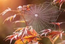 Когда будет бабье лето в 2023 году: народные приметы, поверья