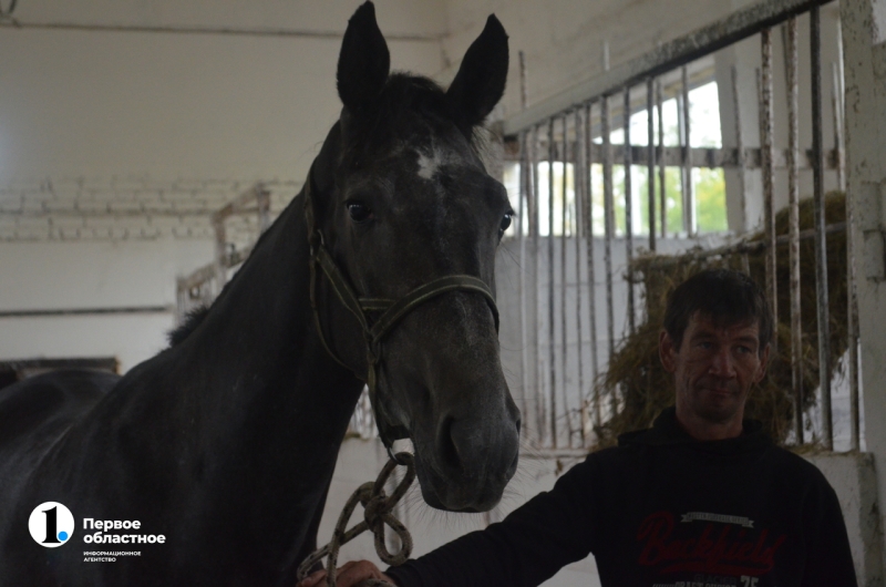 Лошади как судьба: кони и пони южноуральского фермера