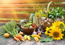 Огород по лунному календарю: благоприятные дни для уборки овощей в сентябре 2023 года