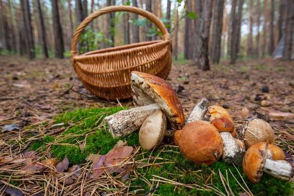 <br />
От Карелии до Самарской области: лучшие грибные места в разных регионах России                