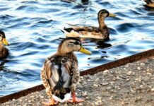 Попразднство Воздвижения Честного Креста и Никита Гусятник: традиции и приметы 28 сентября