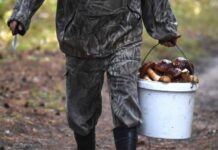 Реформа отрасли дикоросов: изменения, которые предлагает Союз заготовителей и переработчиков