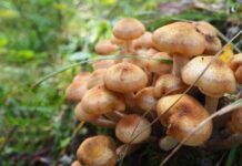 Сезон опят в Подмосковье: советы грибникам от эксперта