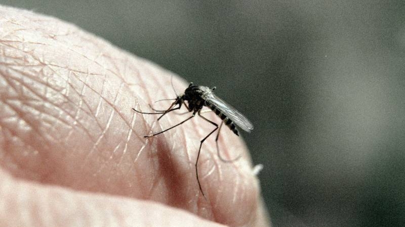 <br />
Лихорадка денге: Тайвань атакуют заразные комары                